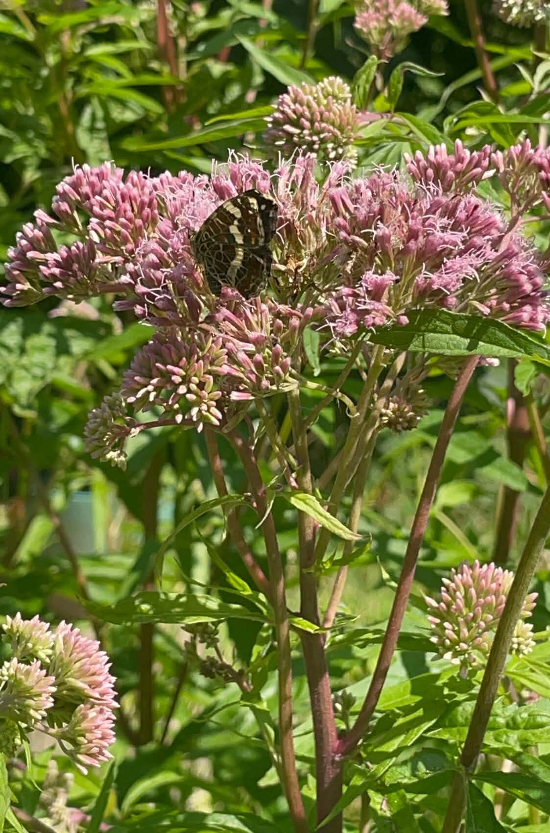 Hamphjortetrøst, Eupatorium cannabinum