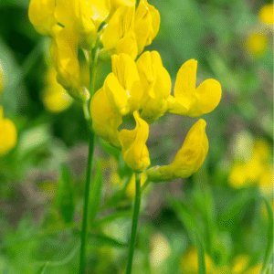 Gul fladbælg, Lathyrus pratensis