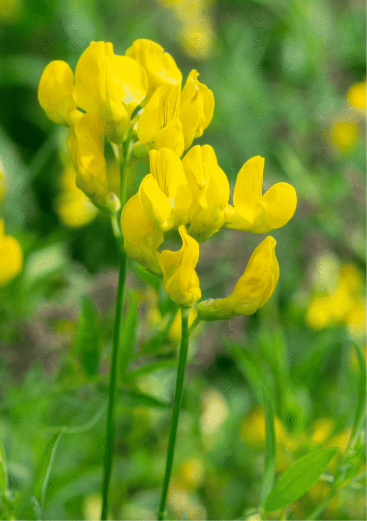 Gul fladbælg, Lathyrus pratensis