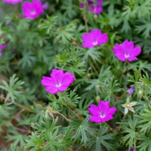 Blodrød storkenæb, Geranium sanguineum