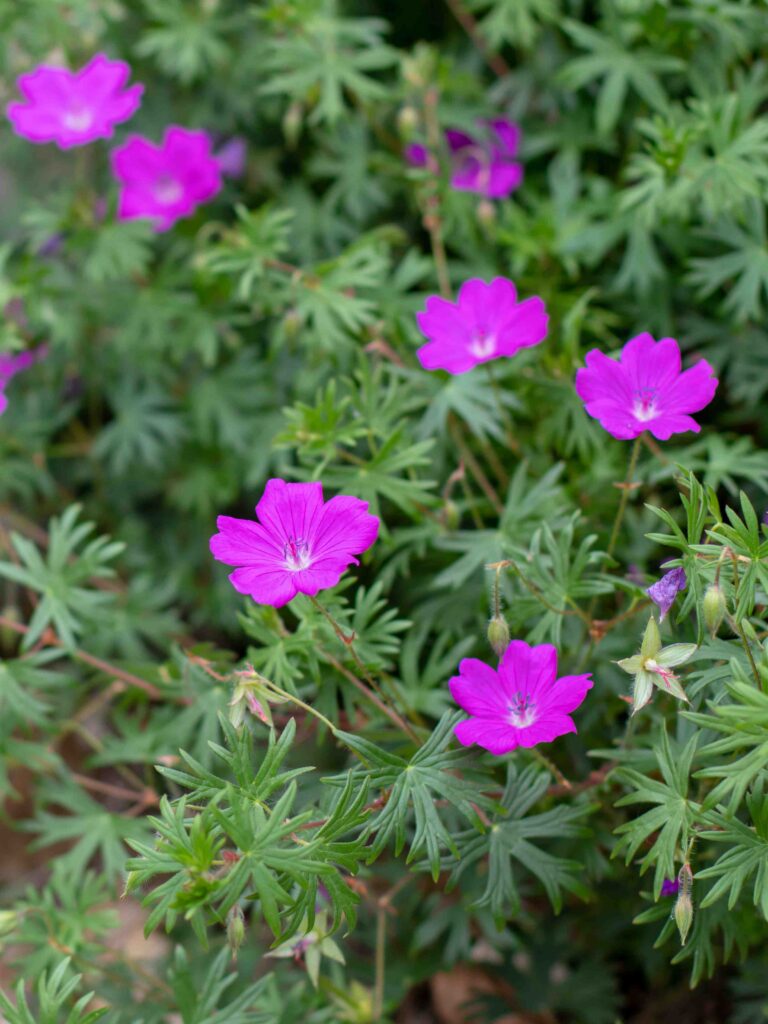 Blodrød storkenæb, Geranium sanguineum