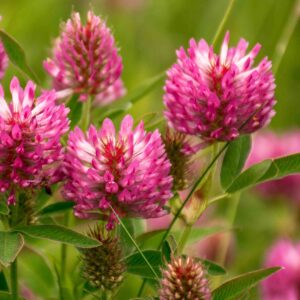 Bugtet kløver, Trifolium medium