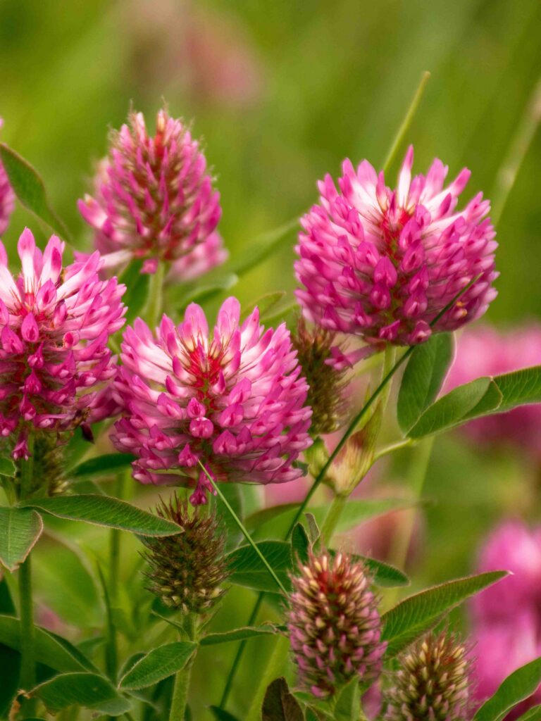 Bugtet kløver, Trifolium medium