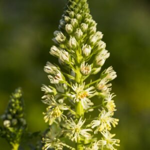 Farvereseda, Reseda luteola