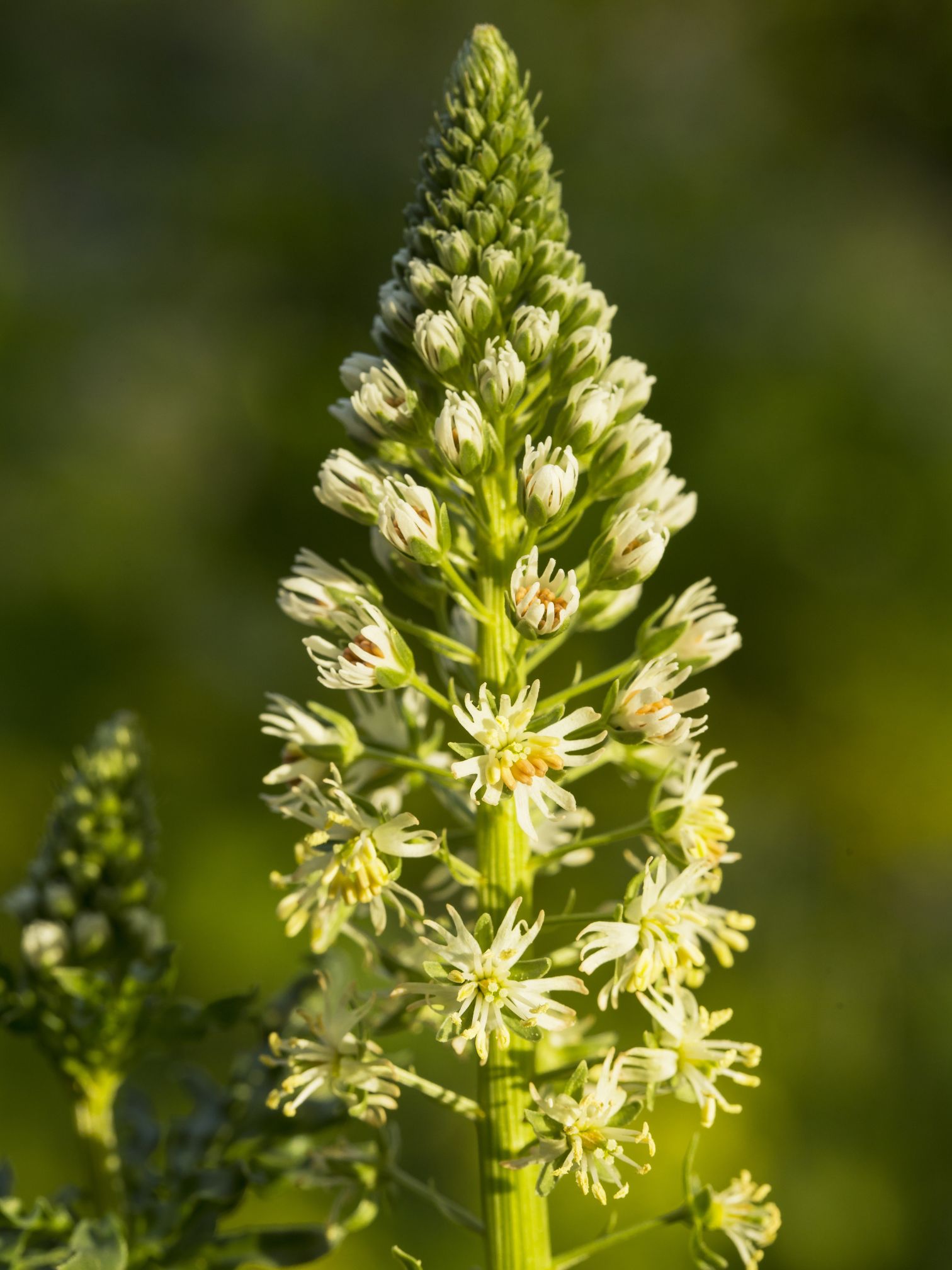 Farvereseda, Reseda luteola