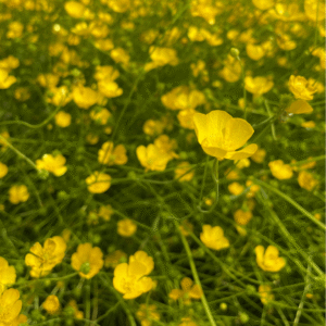 Bidende ranunkel, Ranunculus acris