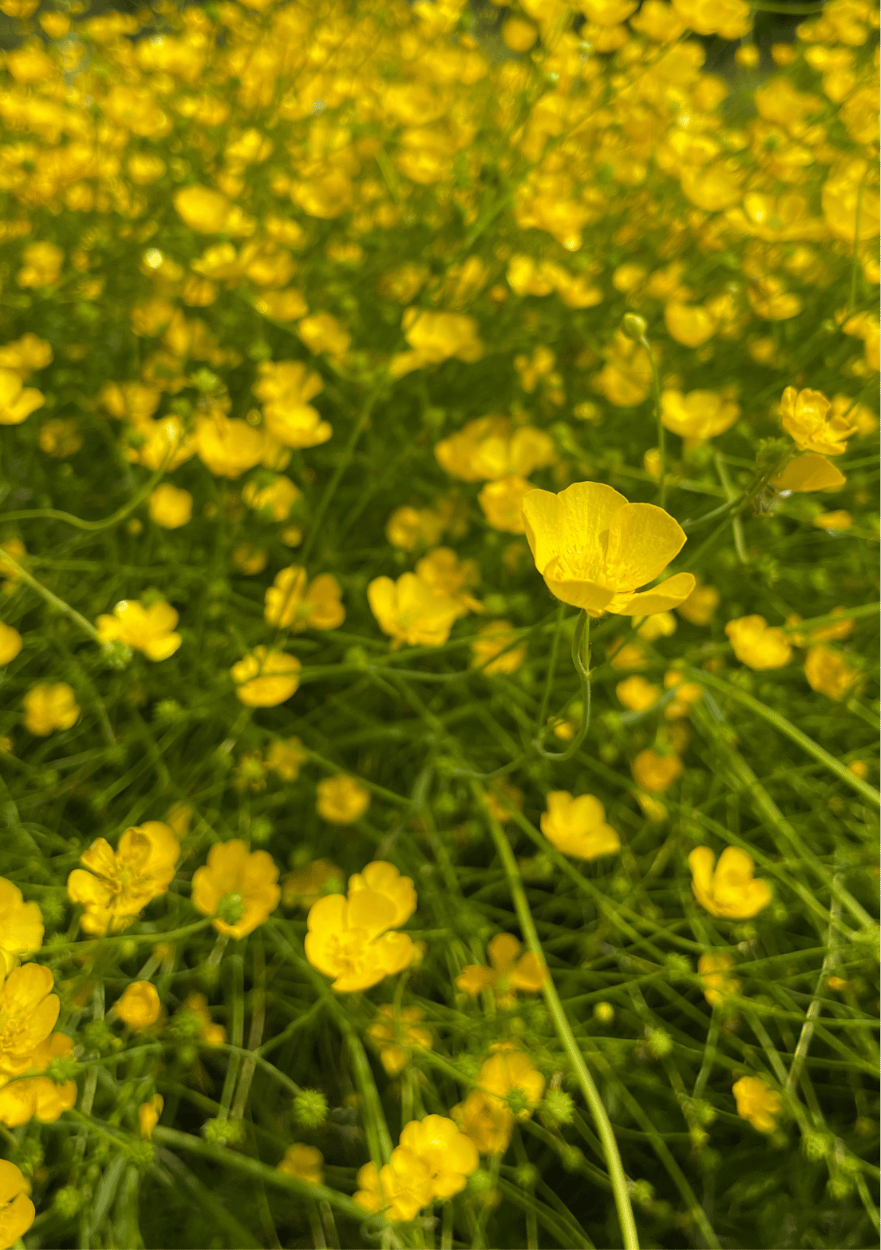 Bidende ranunkel, Ranunculus acris