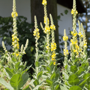 Filtbladet kongelys, Verbascum thapsus