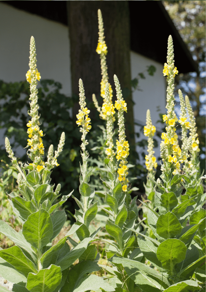 Filtbladet kongelys, Verbascum thapsus