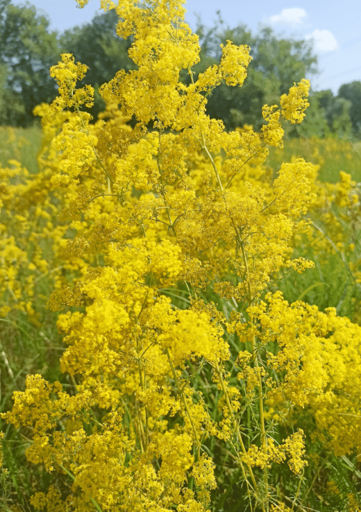 Gul snerre, Galium verum