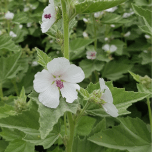 Lægestokrose, Althea officinalis