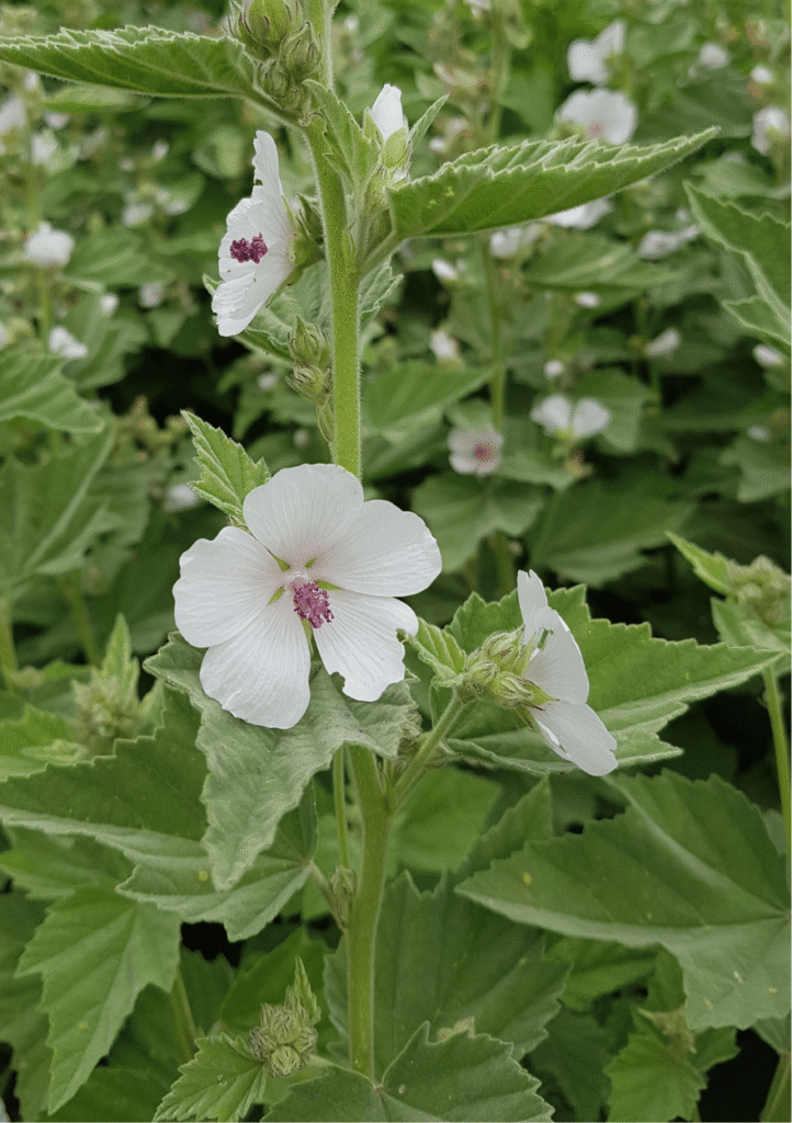Lægestokrose, Althea officinalis