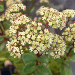Alm. sankthansurt, Hylotelephium telephium ssp. maximum