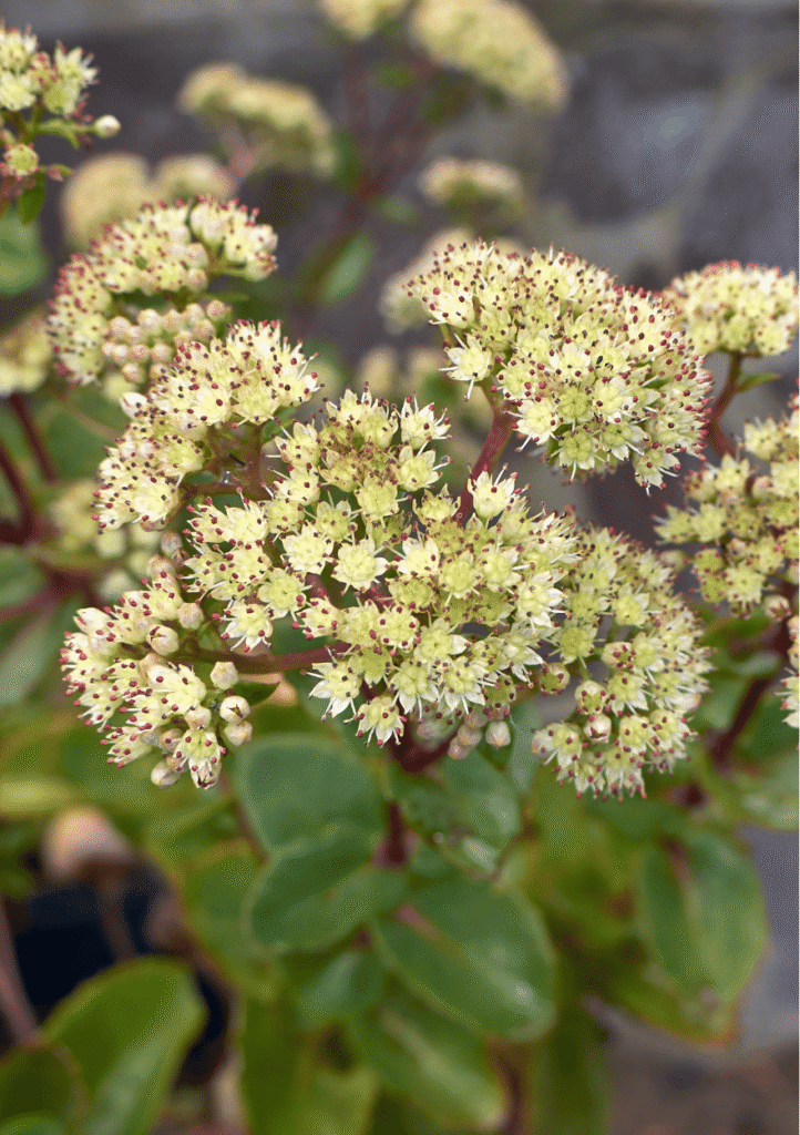 Alm. sankthansurt, Hylotelephium telephium ssp. maximum