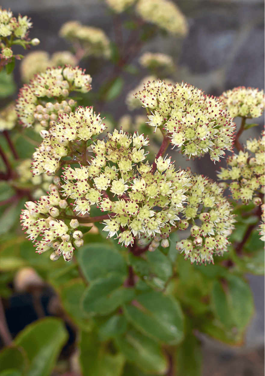 Alm. sankthansurt, Hylotelephium telephium ssp. maximum