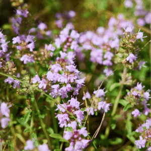 Smalbladet timian, Thymus serpyllum