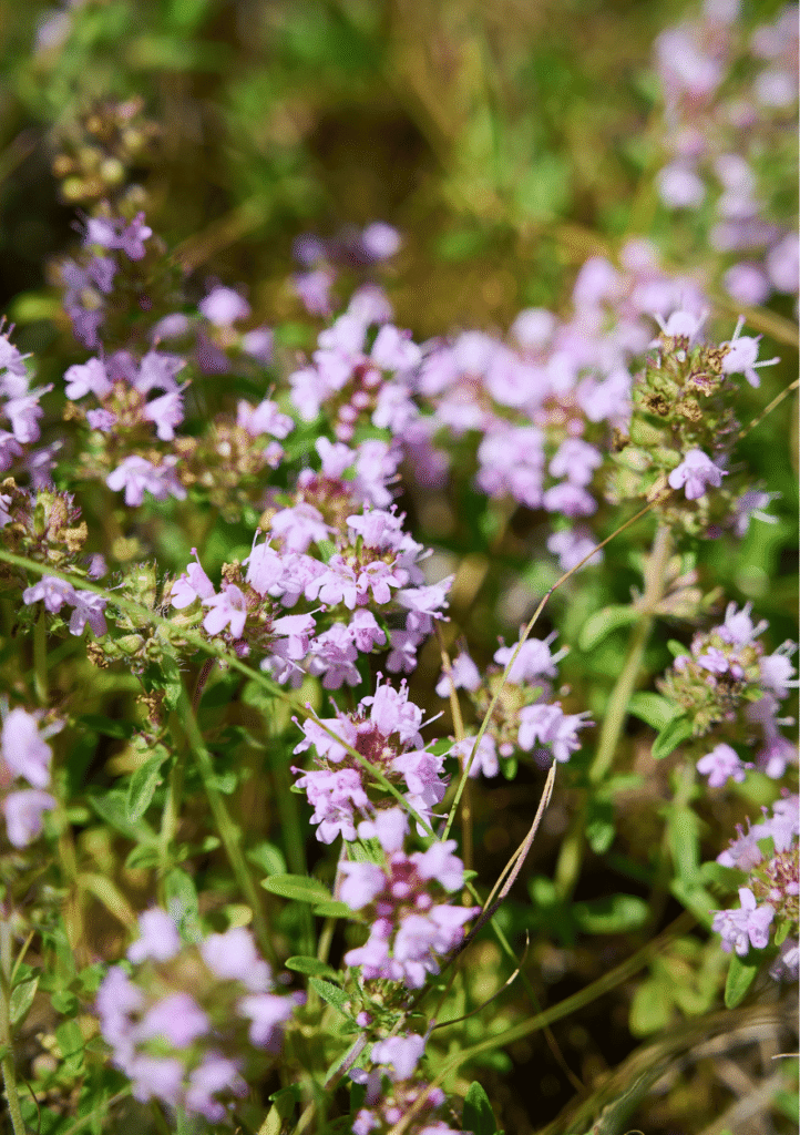 Smalbladet timian, Thymus serpyllum