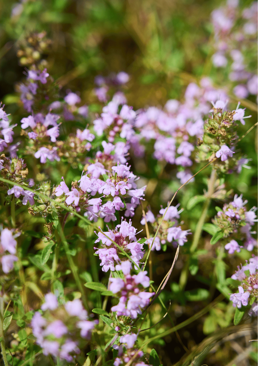 Smalbladet timian, Thymus serpyllum