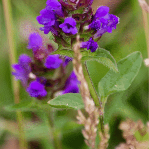 Storblomstret brunelle, Prunella grandiflora