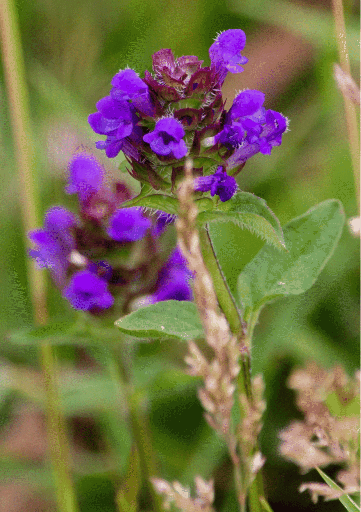Storblomstret brunelle, Prunella grandiflora