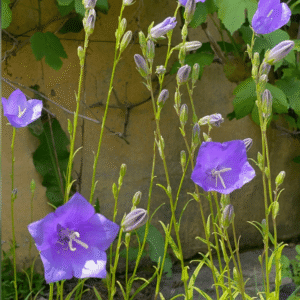 Smalbladet klokke, Campanula persicifolia