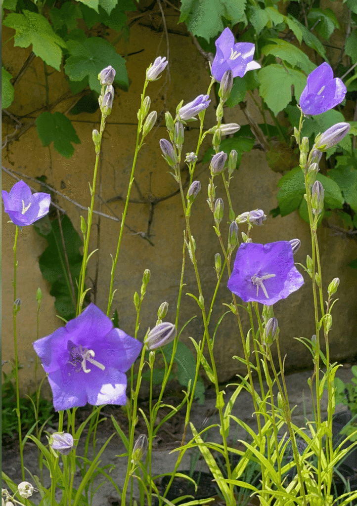 Smalbladet klokke, Campanula persicifolia