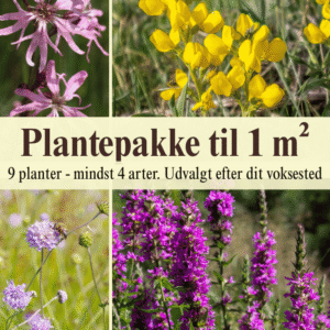Plantepakke til 1 m² – udvalgt efter dit voksested